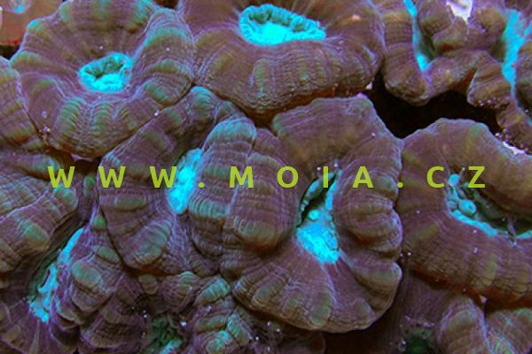 Caulastraea echinulata – útesovník ježčí