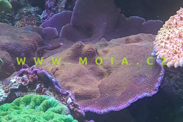 Montipora mollis "DickMan magneta"- montipóra  mechová