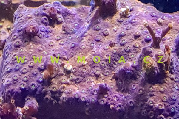 Cyphastrea sp.  "green spotted" – útesovník 