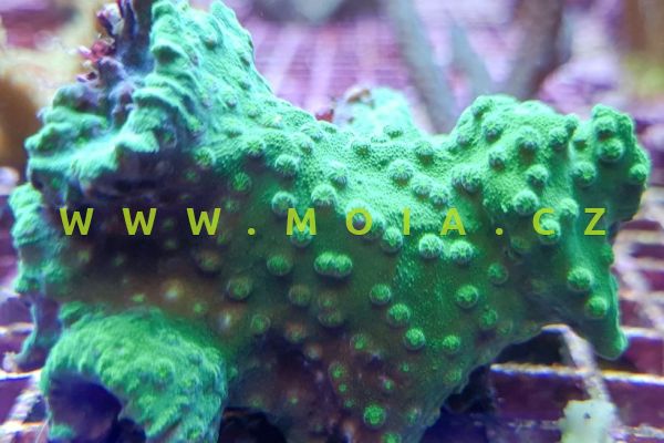 Cyphastrea serailia "green crystal" – útesovník serajlový