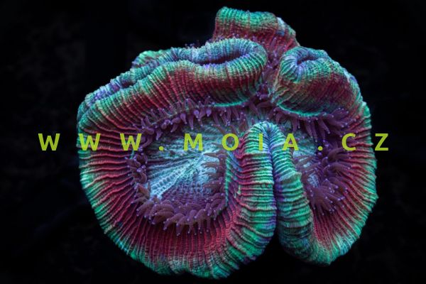 Wellsophyllia radiata "ultra color" – houbovník kovový