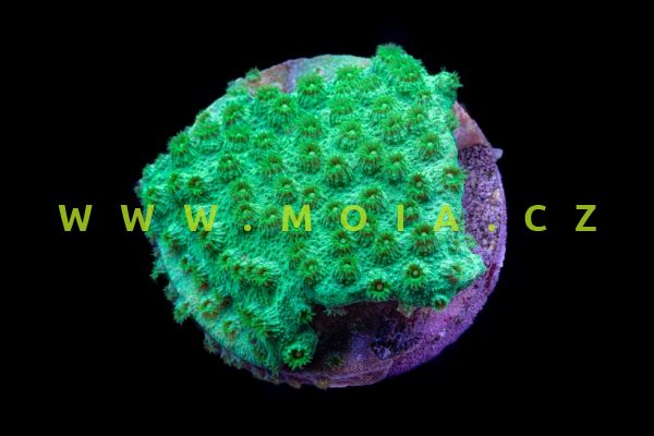 Cyphastrea serailia "green crystal" – útesovník serajlový