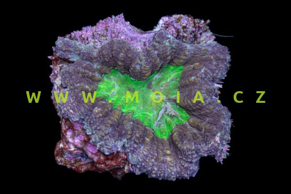 Lobophyllia hemprichii "color" – rifovník zubatý