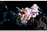 Hymenocera picta  – krevetka   malovaná