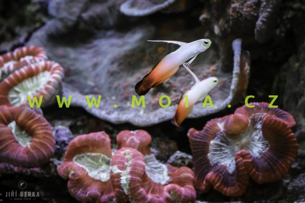 Trachyphyllia geoffroyi "ultra color" – houbovník lištovitý