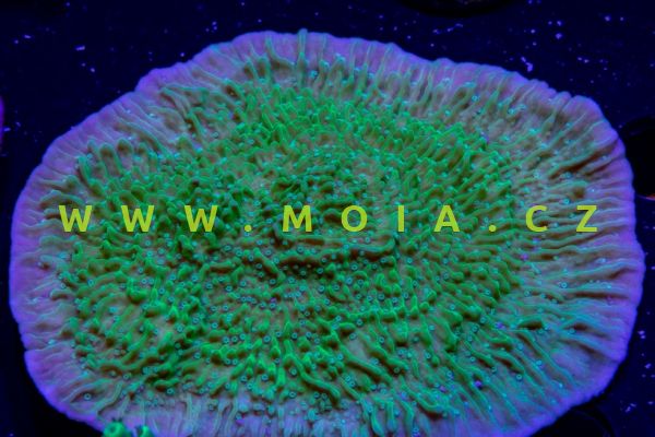 Montipora undata "coloured" – montipóra vlnkovaná