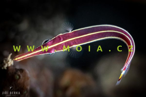 Diademichthys lineatus   – caroun jehlicový   