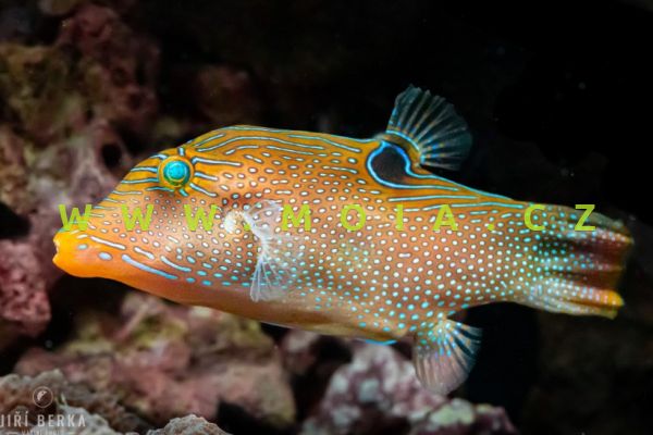Canthigaster papua  – hranobřich 